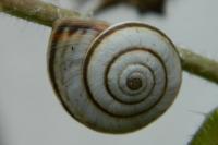 Cernuella neglecta