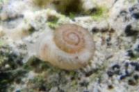 Vallonia costata