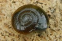 Oxychilus draparnaudi