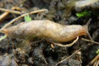 Deroceras reticulatum