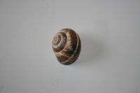 Helix lucorum