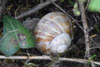 Helix pomatia