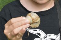 Helix pomatia