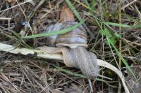 Helix pomatia