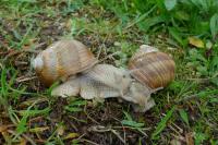 Helix pomatia