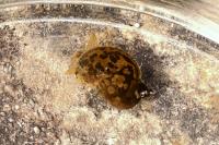 Ampullaceana balthica