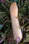 Testacella haliotidea