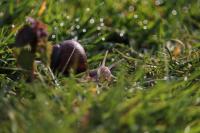 Helix pomatia