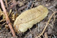 Testacella haliotidea