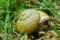 Cepaea nemoralis