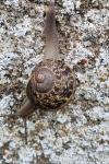 Cornu aspersum