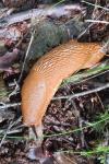 Arion ater rufus
