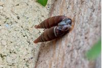 Clausilia