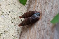 Clausilia
