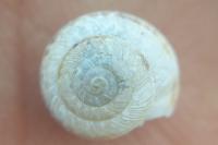 Xeroplexa intersecta