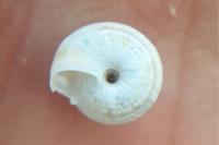 Xeroplexa intersecta