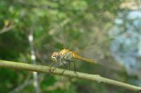 Sympetrum fonscolombii