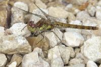 Sympetrum striolatum