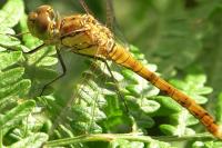 Sympetrum striolatum