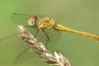 Sympetrum meridionale