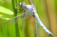 Orthetrum brunneum
