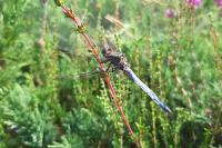 Orthetrum coerulescens
