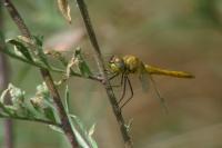 Sympetrum fonscolombii