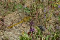 Sympetrum meridionale