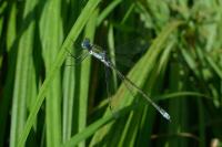 Lestes sponsa