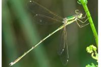 Lestes barbarus