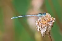Platycnemis pennipes