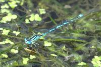 Erythromma lindenii