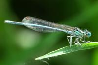 Platycnemis pennipes