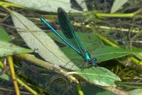Calopteryx splendens