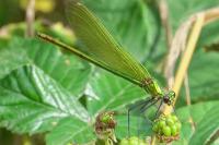 Calopteryx splendens