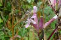 Sympetrum sanguineum