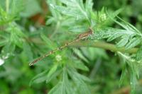 Sympecma fusca