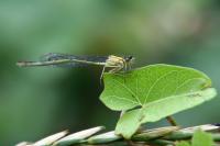 Ischnura elegans