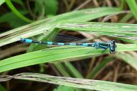 Coenagrion mercuriale