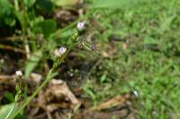Lestes virens