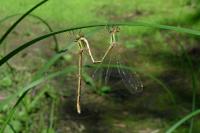 Lestes barbarus