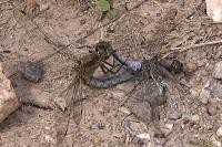 Orthetrum cancellatum