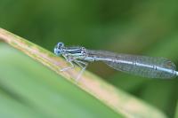 Platycnemis pennipes