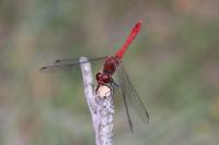 Sympetrum sanguineum