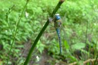 Aeshna affinis