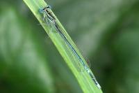 Platycnemis pennipes