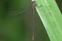 Chalcolestes viridis