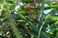 Anax imperator