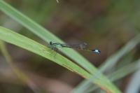 Ischnura elegans