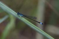 Ischnura elegans